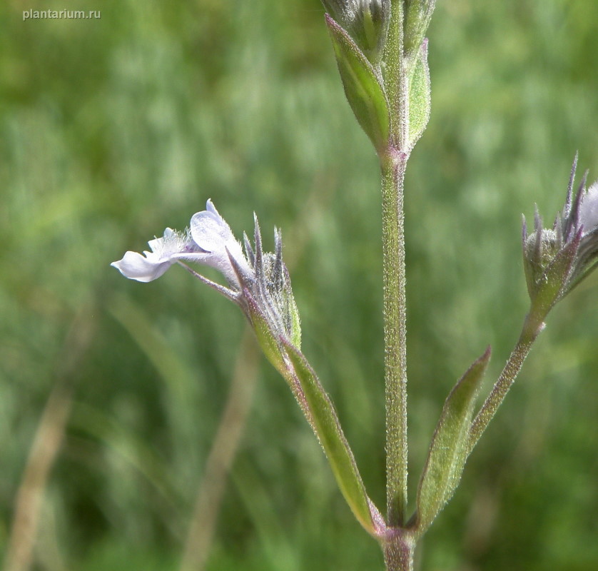 Image of Nepeta parviflora specimen.