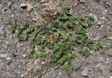 Euphorbia chamaesyce