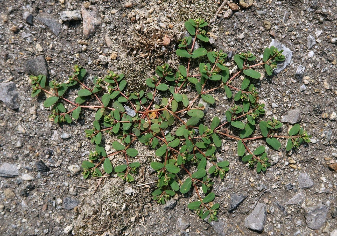 Изображение особи Euphorbia chamaesyce.