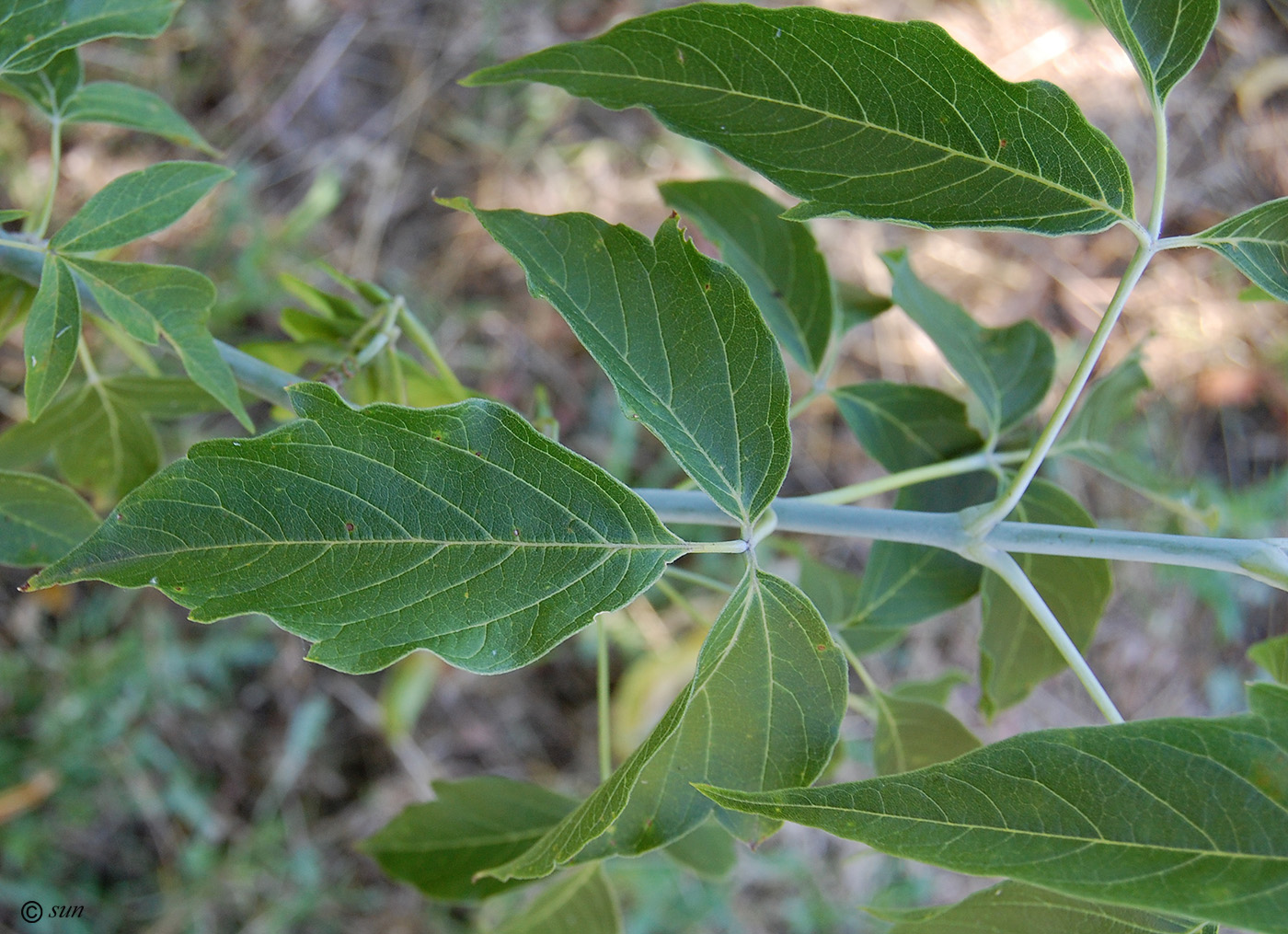 Image of Acer negundo specimen.