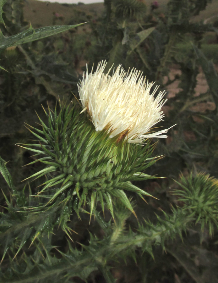 Image of Onopordum acanthium specimen.