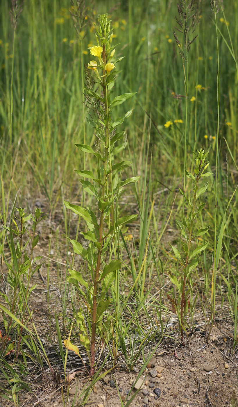 Изображение особи Oenothera rubricaulis.