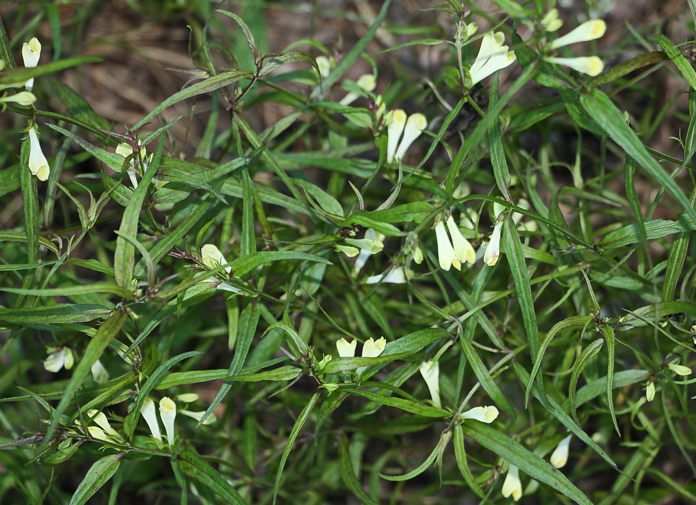 Image of Melampyrum pratense specimen.