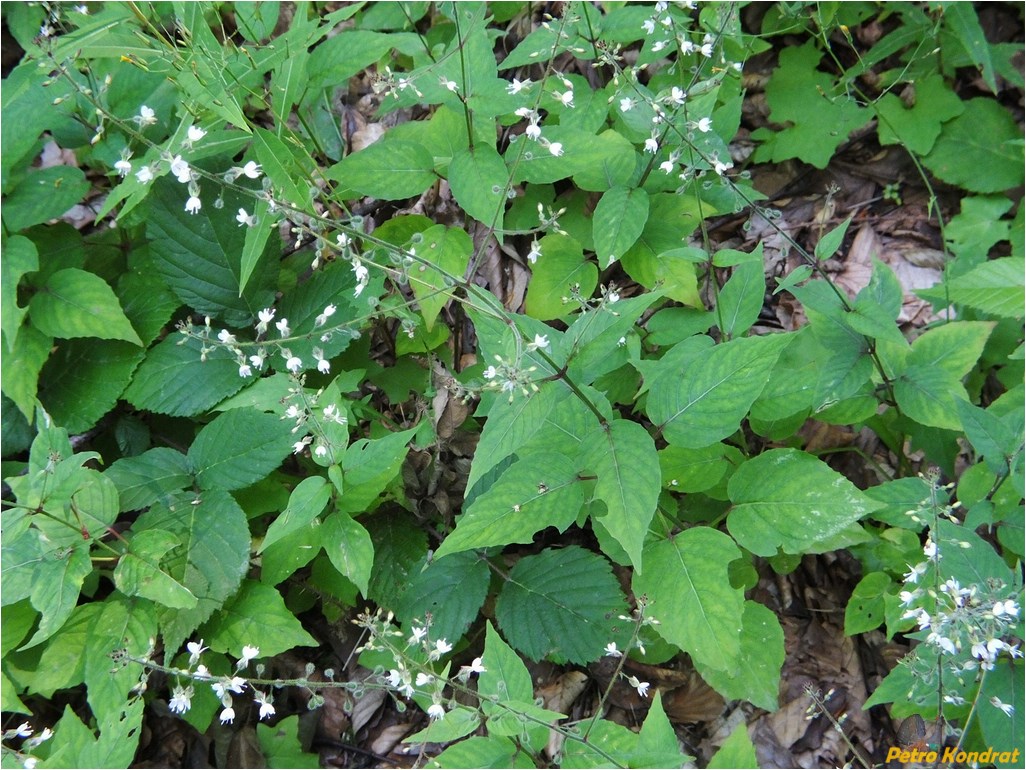 Изображение особи Circaea lutetiana.