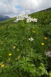 Anemonastrum fasciculatum. Цветущие растения. Республика Адыгея, Майкопский р-н, Кавказский биосферный заповедник, перевал Гузерипльский, субальпийский луг, выс. 1965 м н.у.м. 15.07.2017.