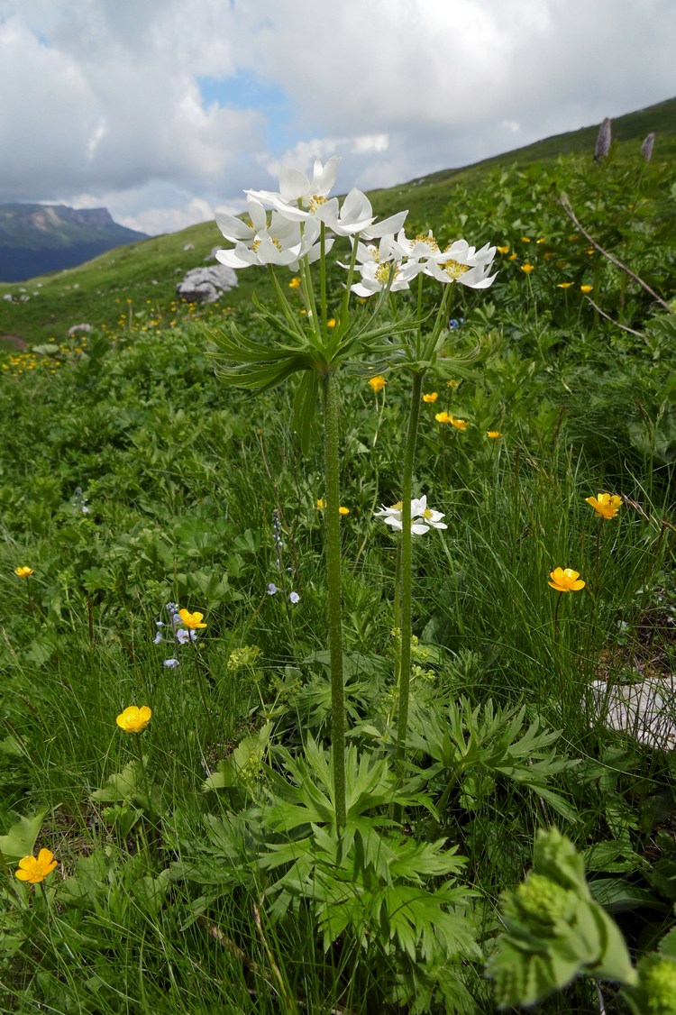 Изображение особи Anemonastrum fasciculatum.