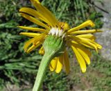 Dolichorrhiza caucasica. Соцветие (вид со стороны обёртки). Кабардино-Балкария, Эльбрусский р-н, долина р. Ирикчат, ≈ 2900 м н.у.м. 28.07.2017.