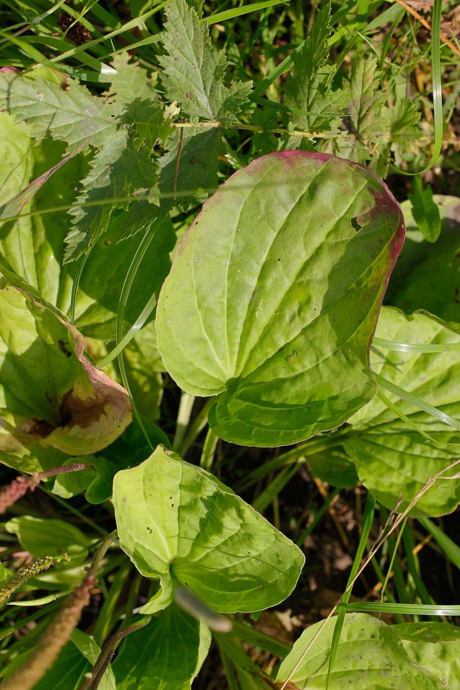 Image of Plantago major specimen.