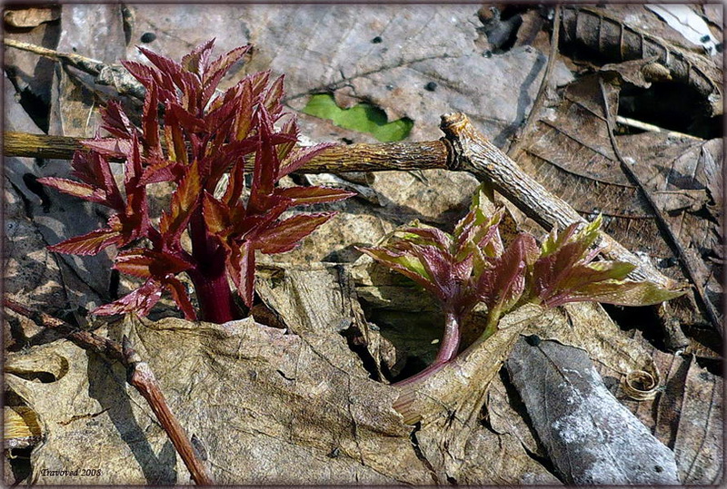 Изображение особи Archangelica officinalis.