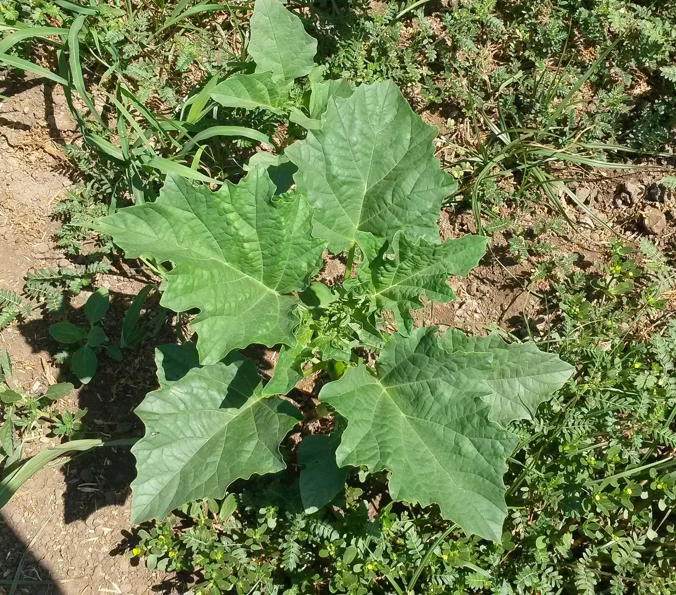 Image of Datura ferox specimen.