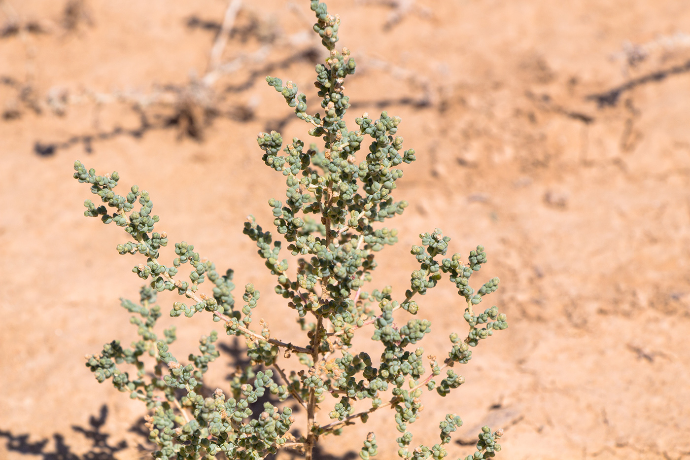 Image of Salsola incanescens specimen.