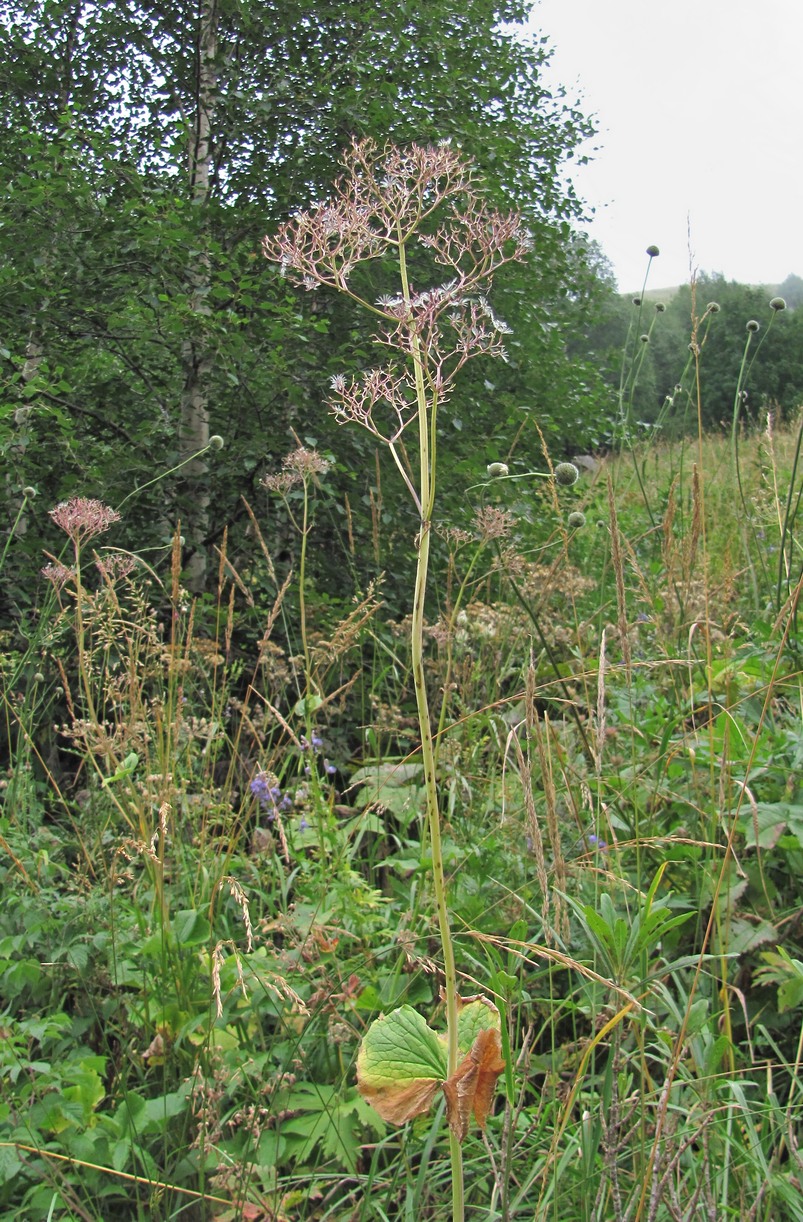 Изображение особи Valeriana tiliifolia.