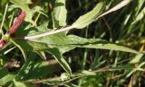 Centaurea jacea. Средняя часть побега. Украина, г. Запорожье, восточная окраина, долина р. Мокрая Московка, левый берег, на склоне. 08.07.2017.