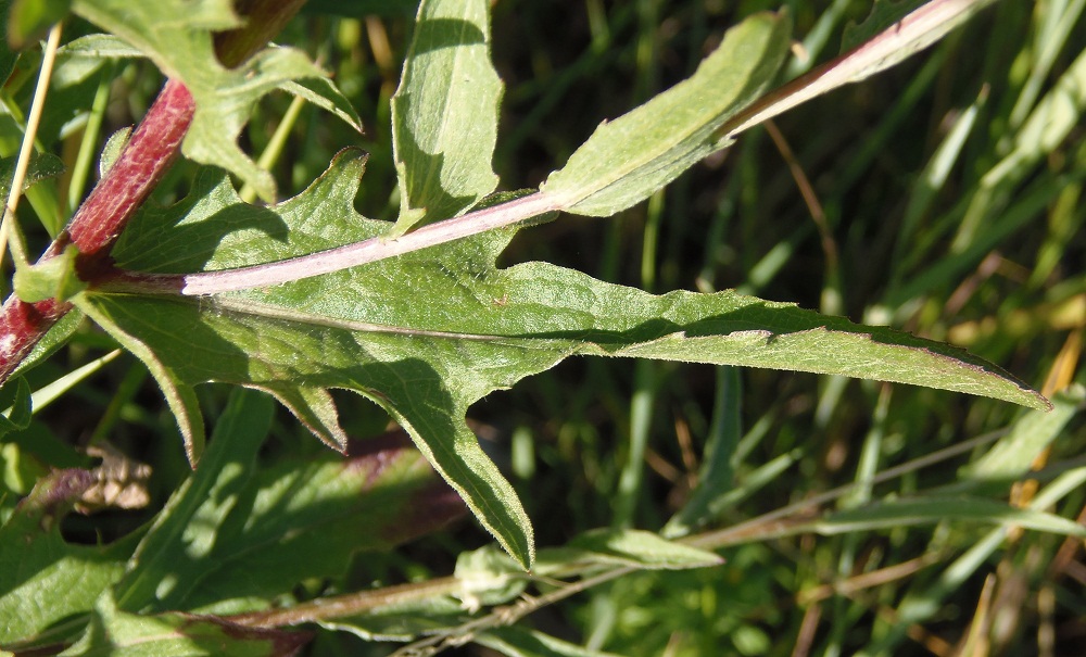 Изображение особи Centaurea jacea.