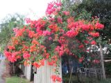 Bougainvillea glabra