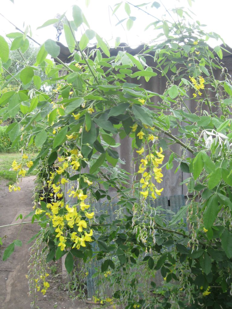 Image of Laburnum anagyroides specimen.