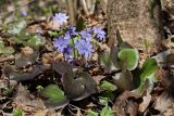 Hepatica nobilis. Цветущее растение с перезимовавшими листьями. Санкт-Петербург, Дудергофские высоты, широколиственный лес. 25.04.2010.