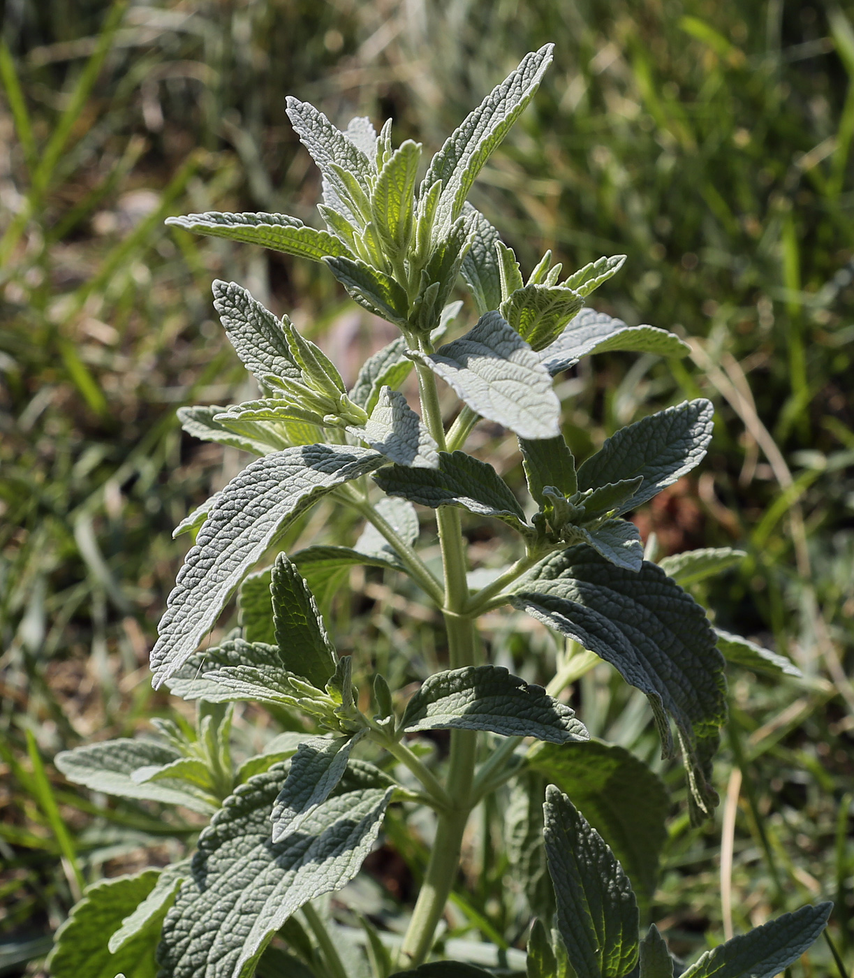 Image of Marrubium praecox specimen.