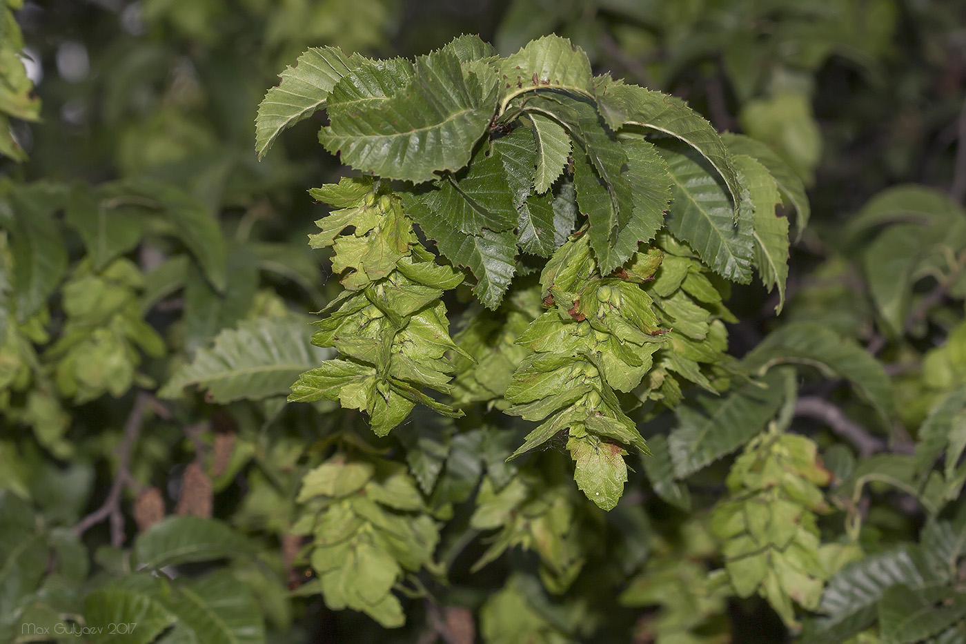 Изображение особи Carpinus orientalis.