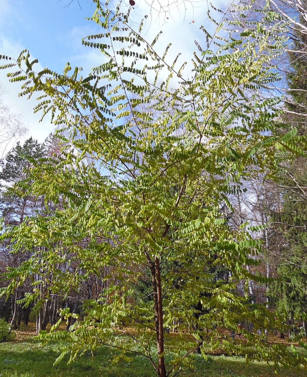 Изображение особи Robinia pseudoacacia.