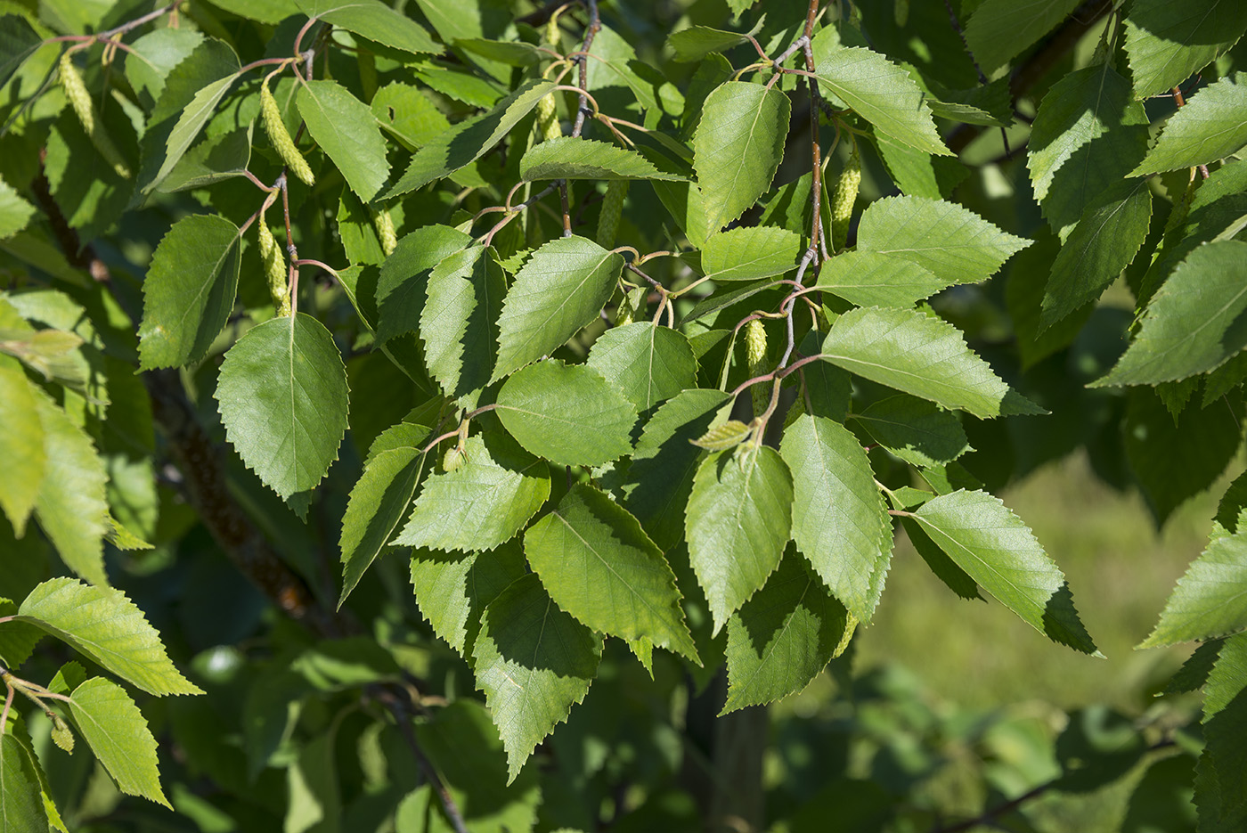 Изображение особи Betula papyrifera.