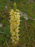 Pedicularis proboscidea. Соцветие. Казахстан, Восточно-Казахстанская обл., северный склон хребта Ивановский Белок, ≈ 1700 м н.у.м. 21.08.2017.