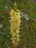 Pedicularis proboscidea