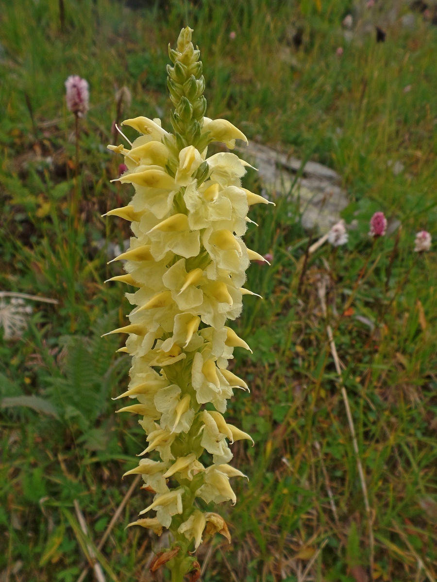 Изображение особи Pedicularis proboscidea.