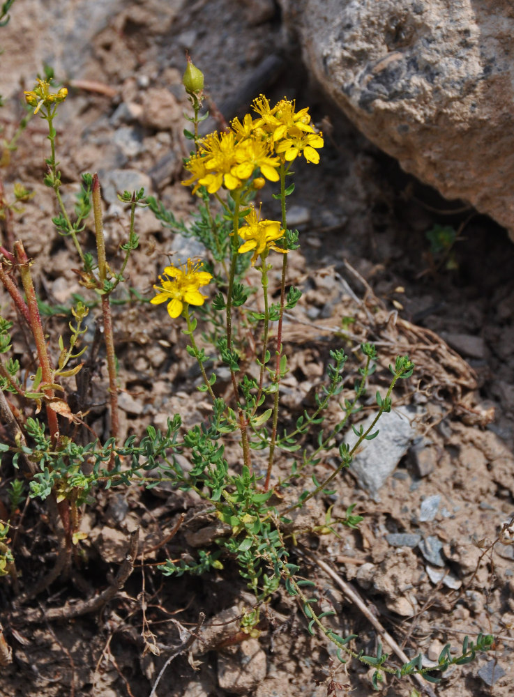 Изображение особи Hypericum scabrum.