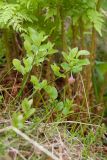 Vaccinium myrtillus. Цветущее растение. Мурманская обл., Кольский р-н, окр. пос. Дальние Зеленцы, окр. Столбового озера, основание скалистого склона северной экспозиции небольшой сопки, сыроватая каменистая луговина. 30.07.2017.