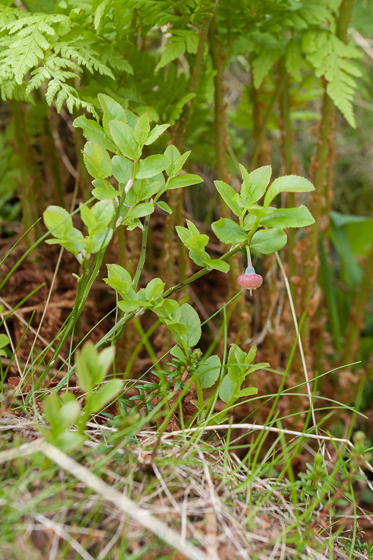 Image of Vaccinium myrtillus specimen.