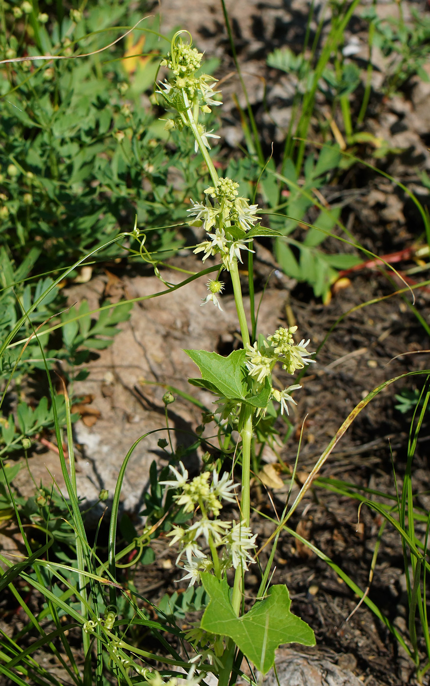 Изображение особи Echinocystis lobata.