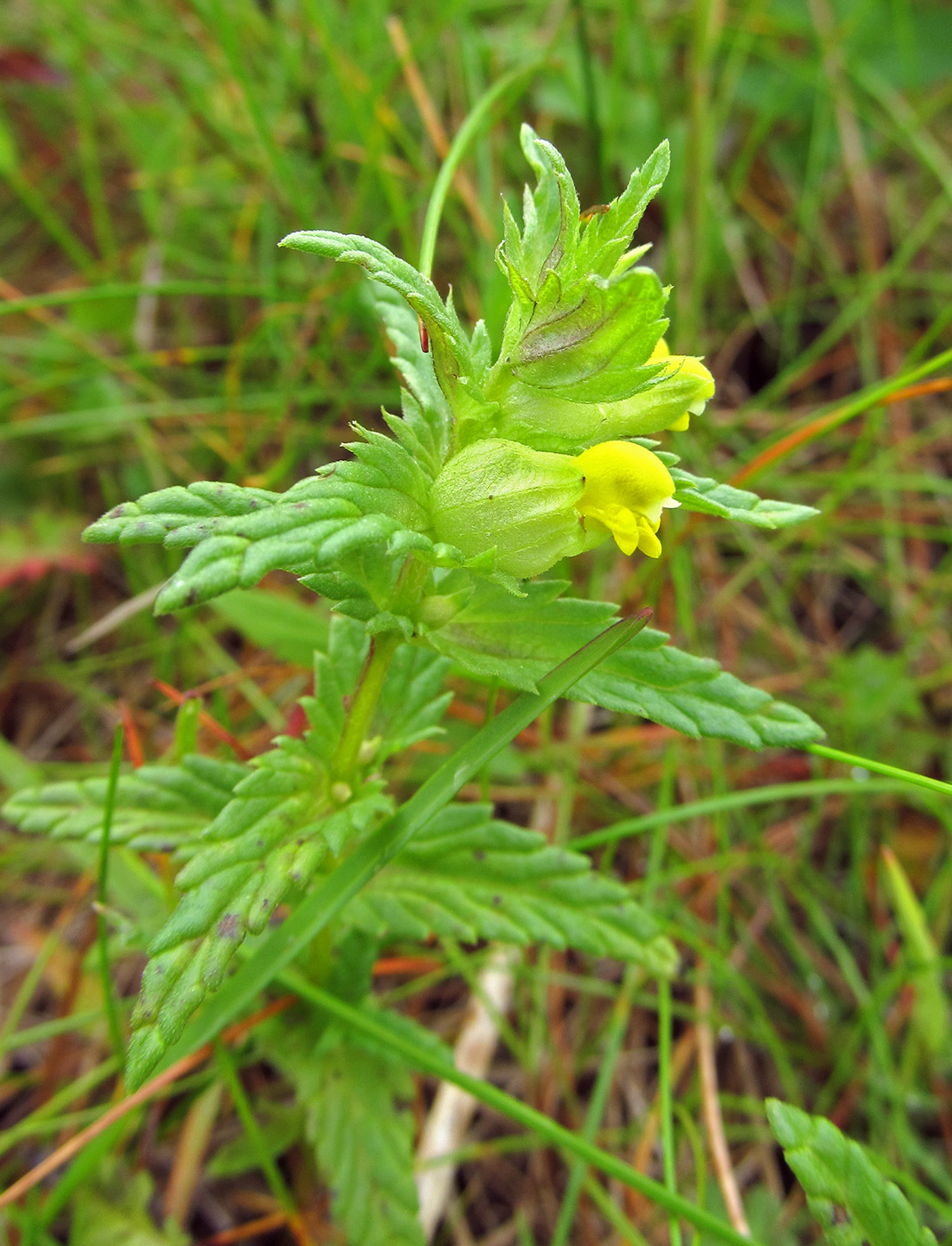 Изображение особи Rhinanthus borealis.