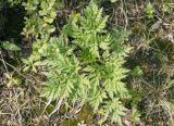 Pleurospermum uralense
