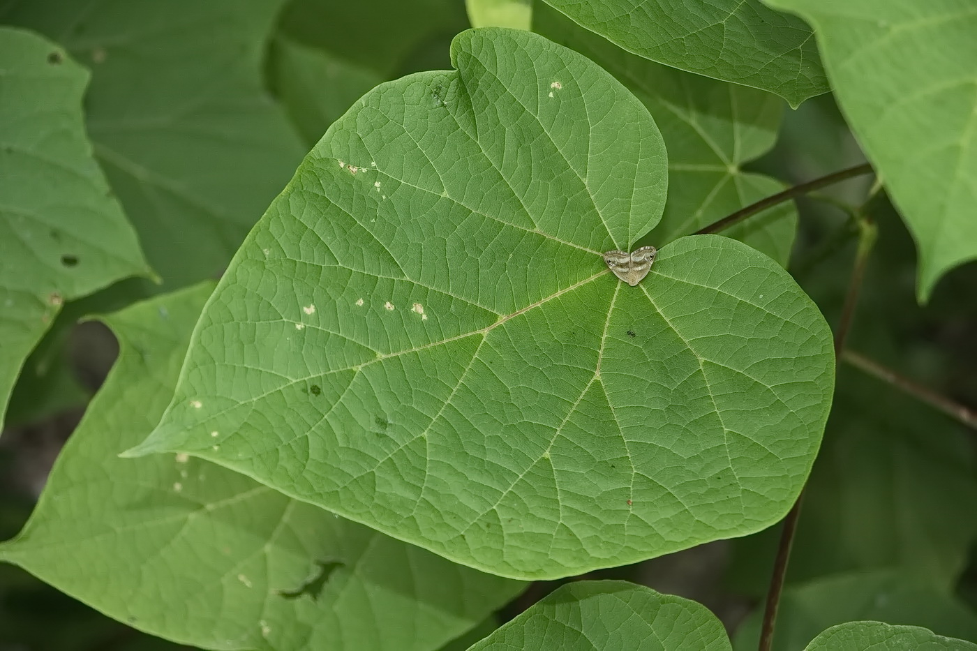 Изображение особи Paulownia tomentosa.