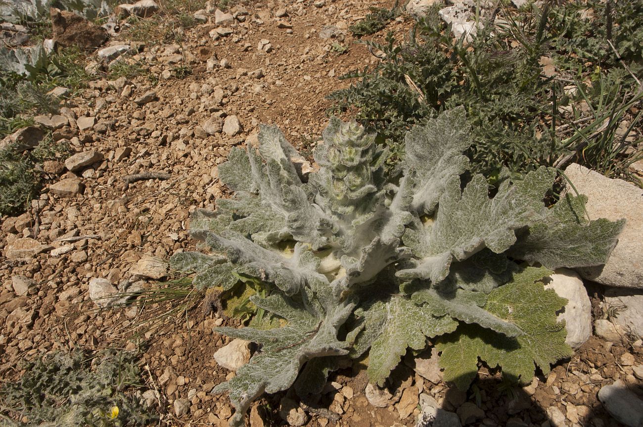Image of Salvia aethiopis specimen.