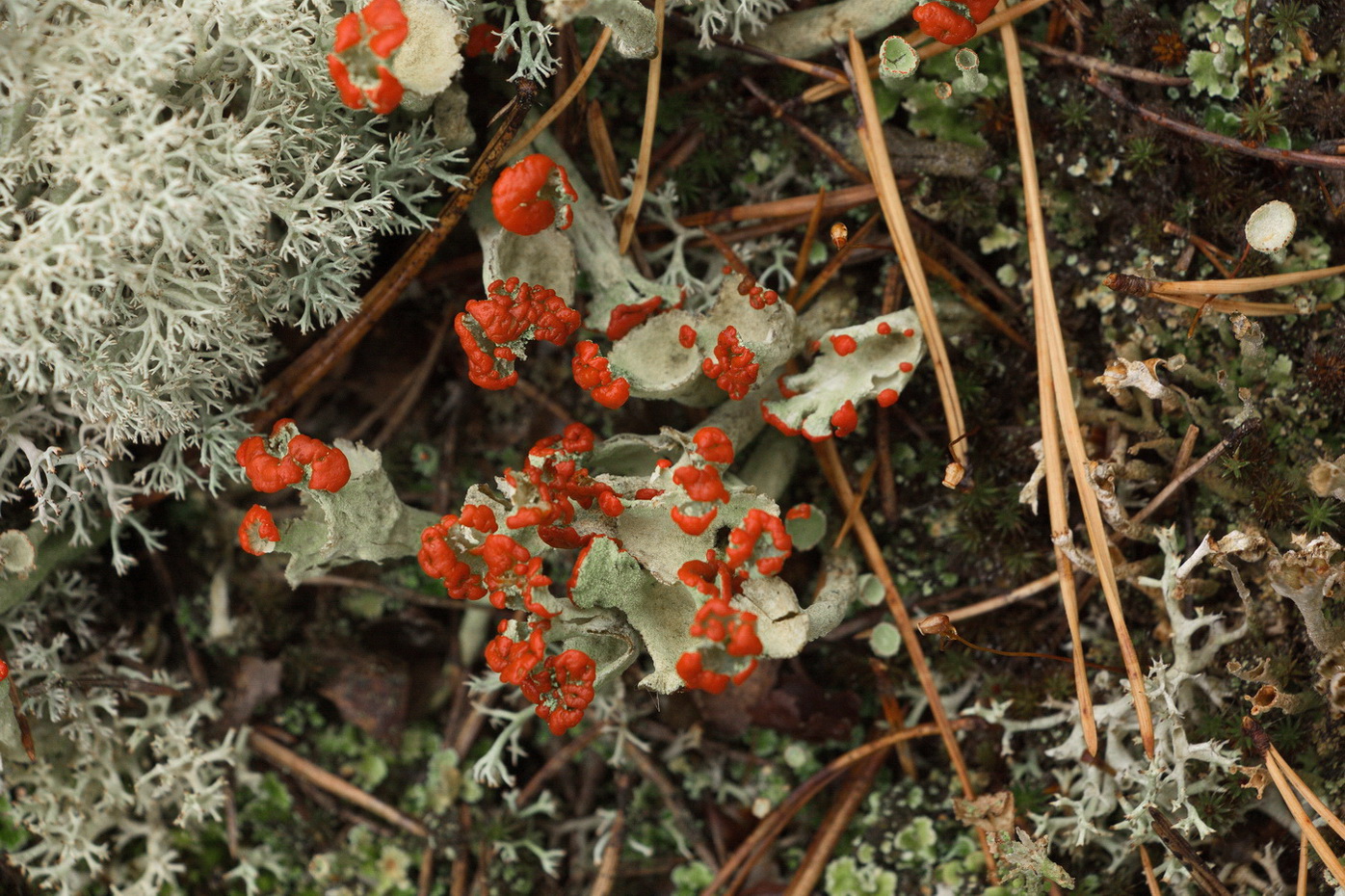 Изображение особи род Cladonia.