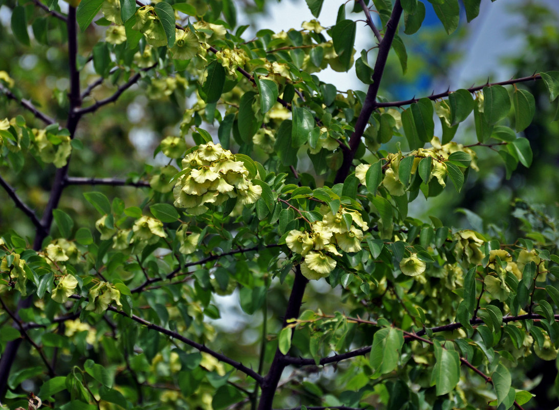 Image of Paliurus spina-christi specimen.