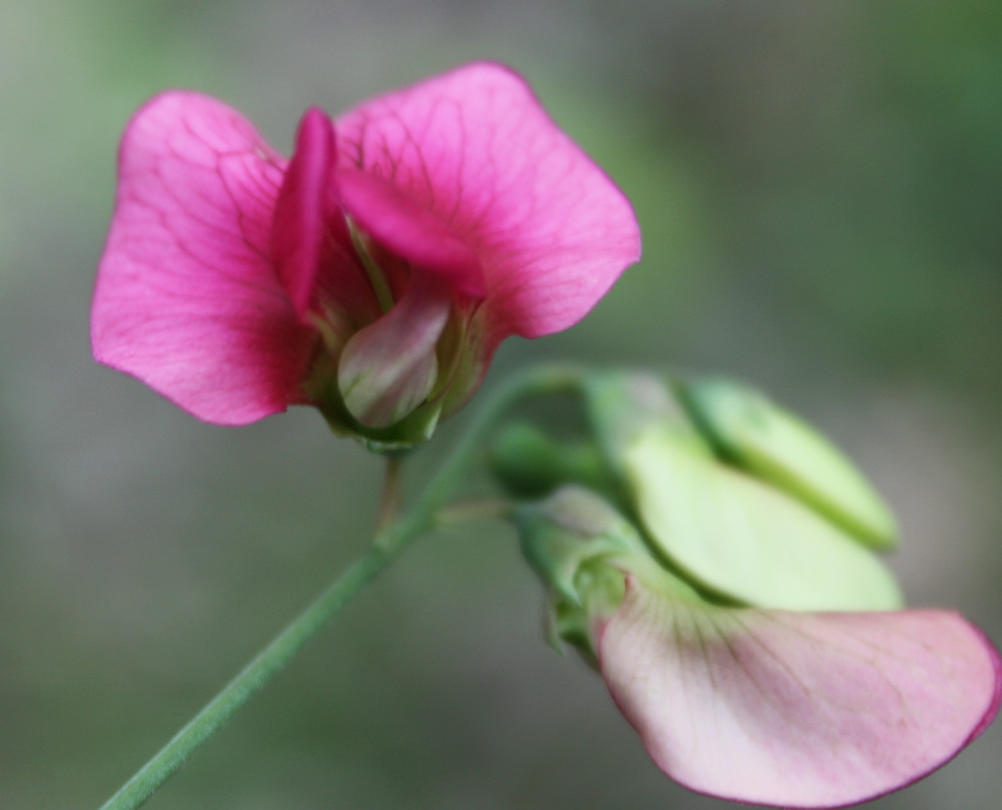 Image of Lathyrus rotundifolius specimen.