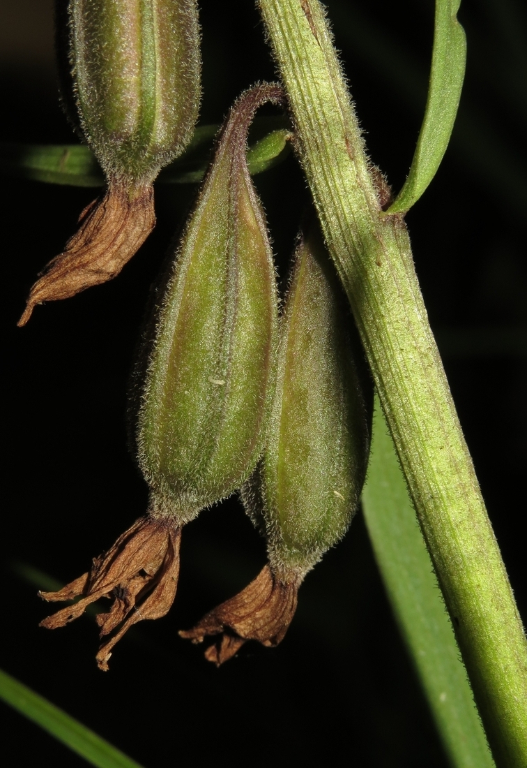 Image of Epipactis palustris specimen.