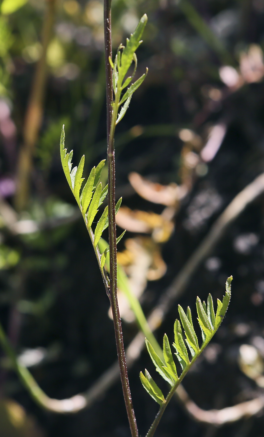 Image of Rorippa sylvestris specimen.