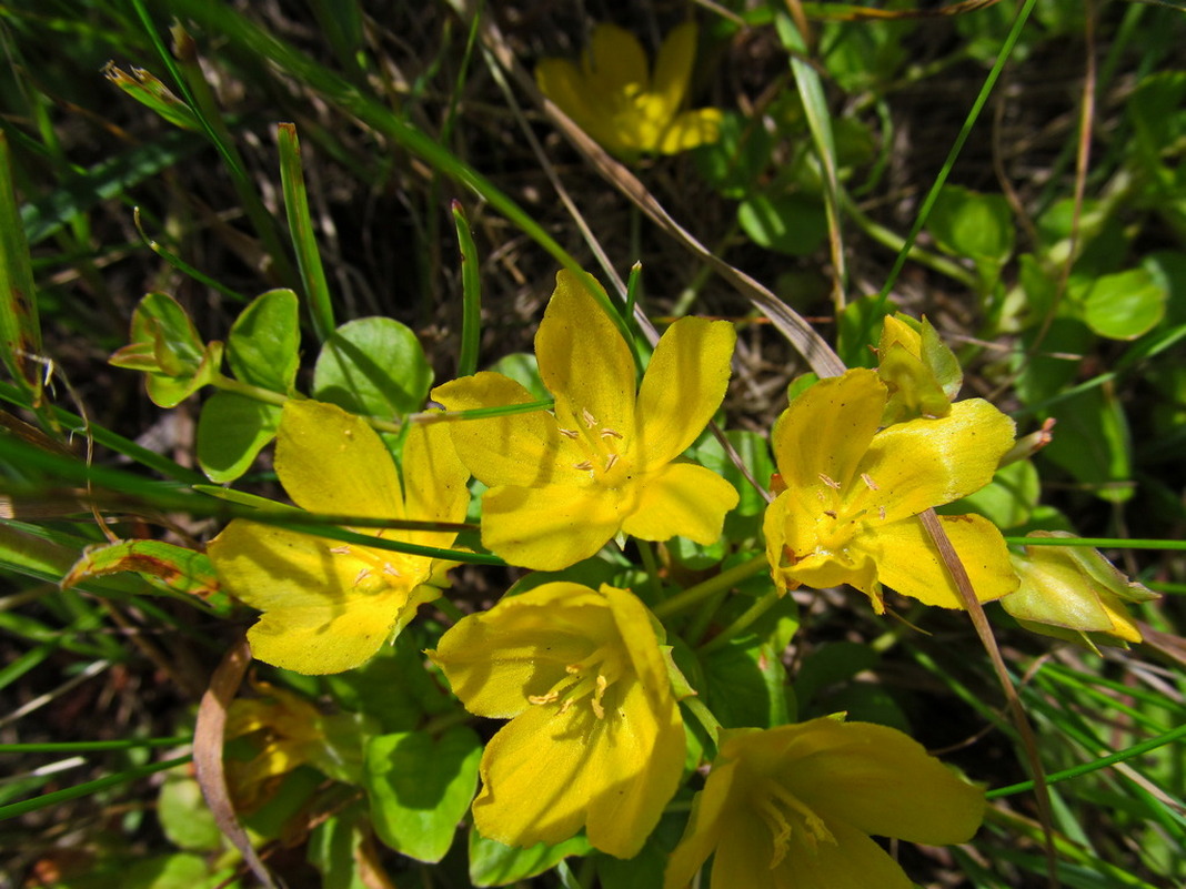 Image of Lysimachia nummularia specimen.