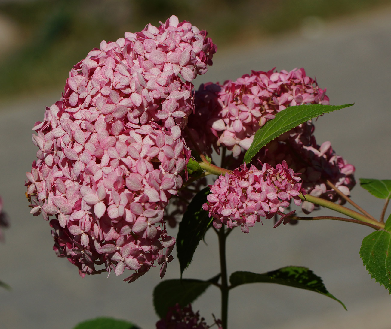 Image of Hydrangea arborescens specimen.