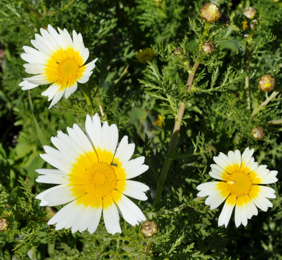 Image of Glebionis coronaria specimen.