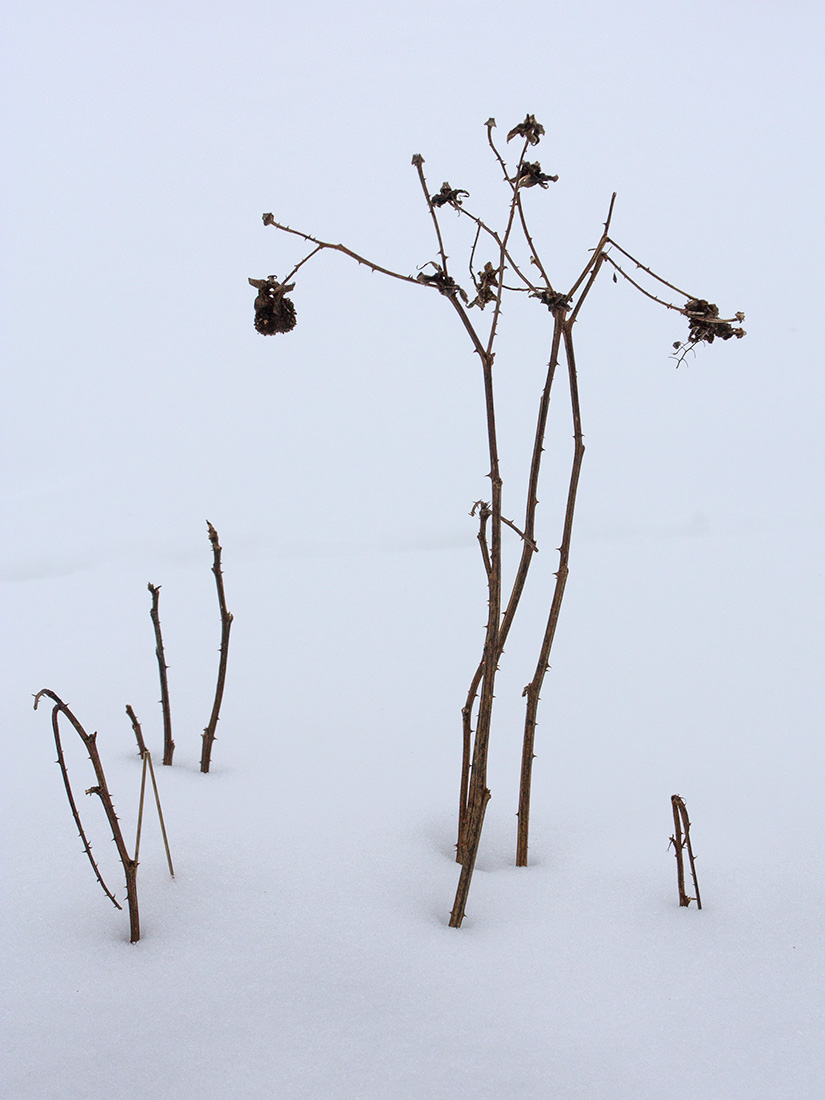 Image of Rubus illecebrosus specimen.