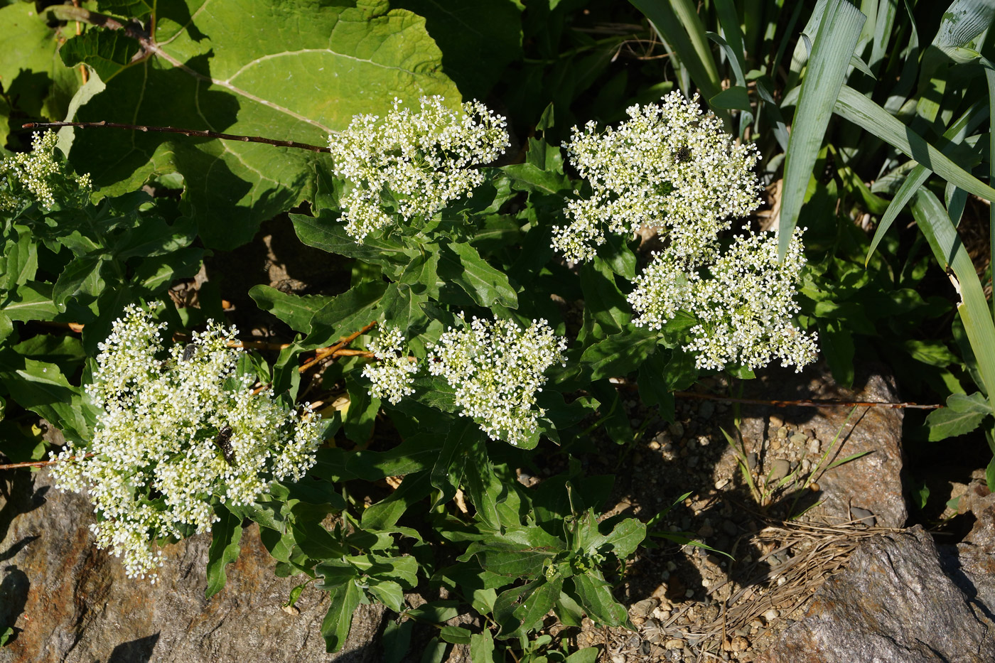 Image of Cardaria draba specimen.