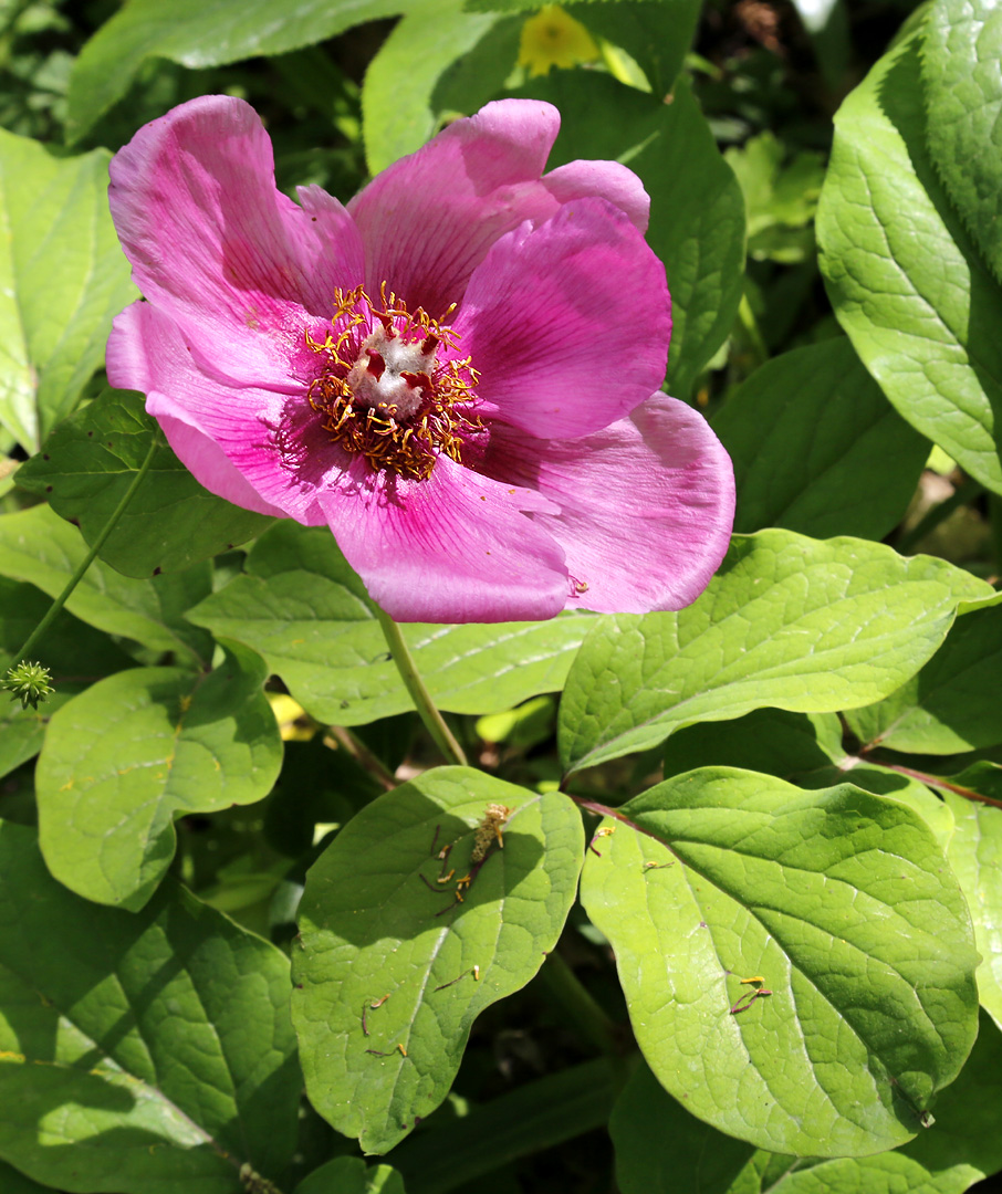 Изображение особи Paeonia caucasica.