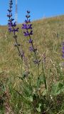 Salvia stepposa