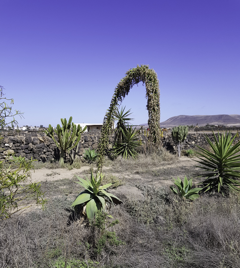 Image of Agave attenuata specimen.