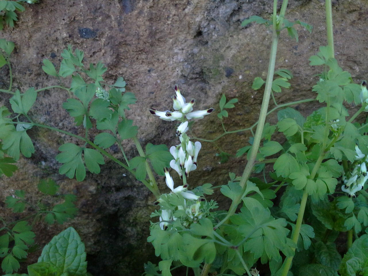 Image of Fumaria capreolata specimen.
